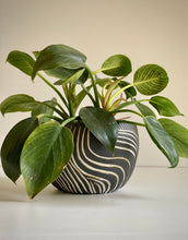 Load image into Gallery viewer, *Pre-Order* Carved 6” planter with white glaze inlay
